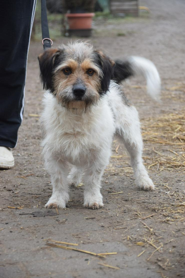 Bild 4: Larry ist ein charmanter, freundlicher Terrier-Mix.