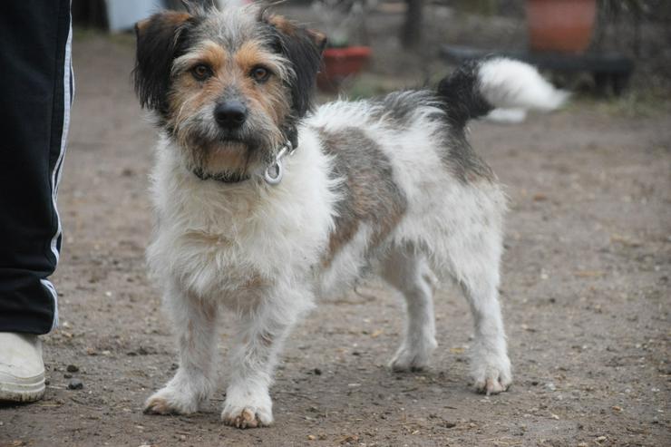 Bild 5: Larry ist ein charmanter, freundlicher Terrier-Mix.