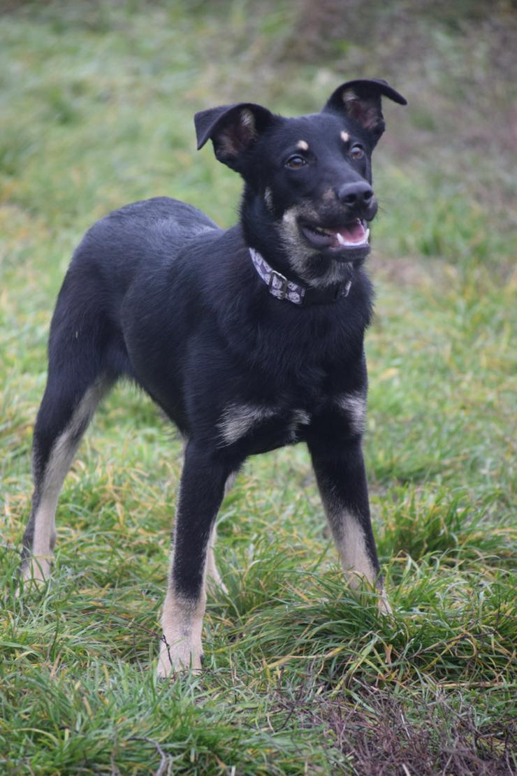 Bild 5: Dobby ist ein äußerst freundlicher und menschenbezogener Hund.