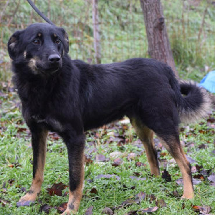 Bild 7: Clyde ist ein liebenswerter Hund, der auf ein endgültiges Zuhause wartet.