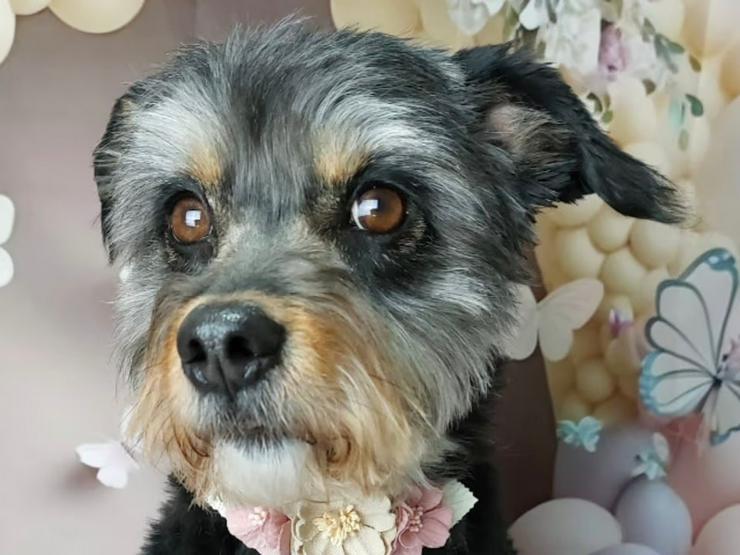 Kleine Mollie sucht ihr liebevolles Zuhause als Einzelprinzessin 