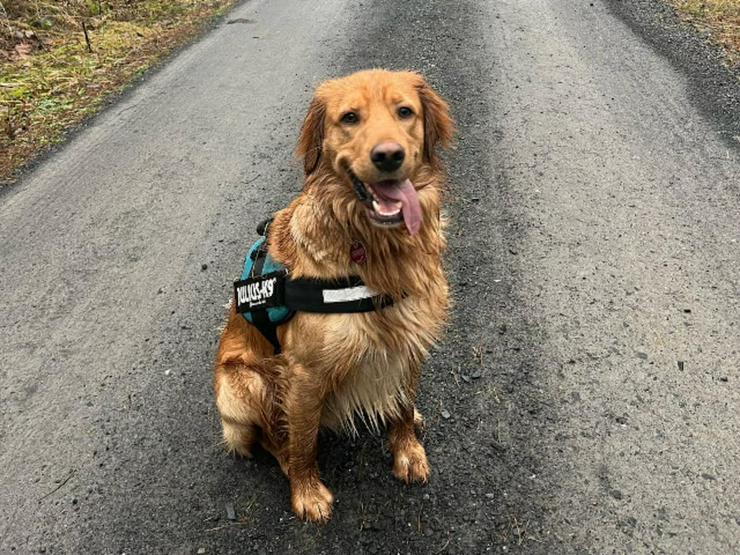 Wunderbarer Matteo sucht im 2. Anlauf sein Glück - Mischlingshunde - Bild 3