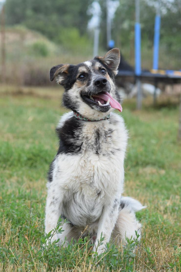 Alfonz ist ein netter Junghund. - Mischlingshunde - Bild 2