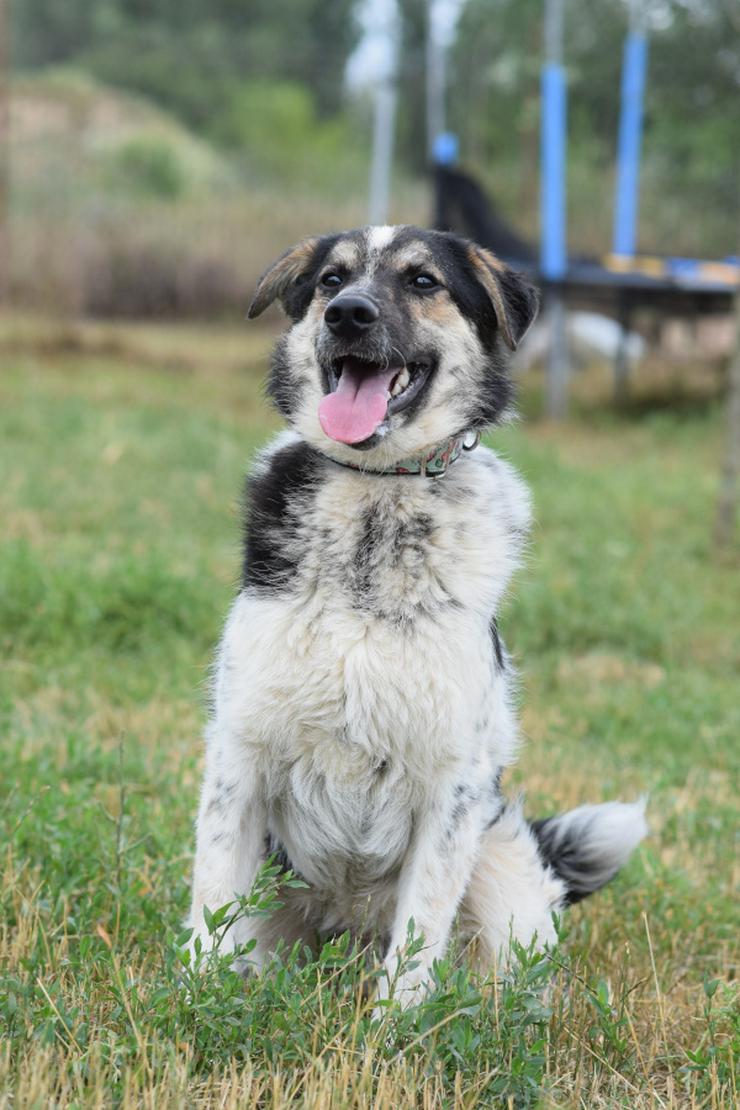 Alfonz ist ein netter Junghund. - Mischlingshunde - Bild 1