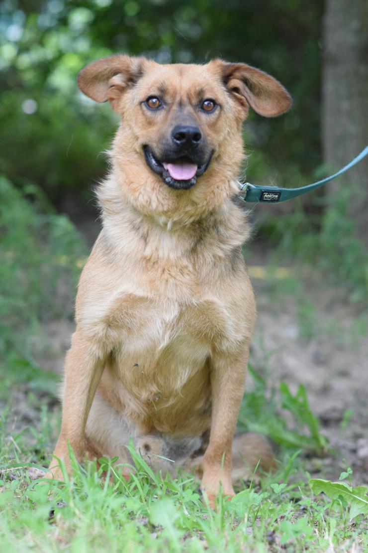 Podrik ist ein guter Hundejunge. - Mischlingshunde - Bild 1