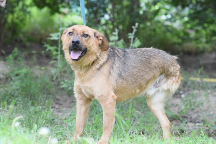 Podrik ist ein guter Hundejunge. - Mischlingshunde - Bild 3