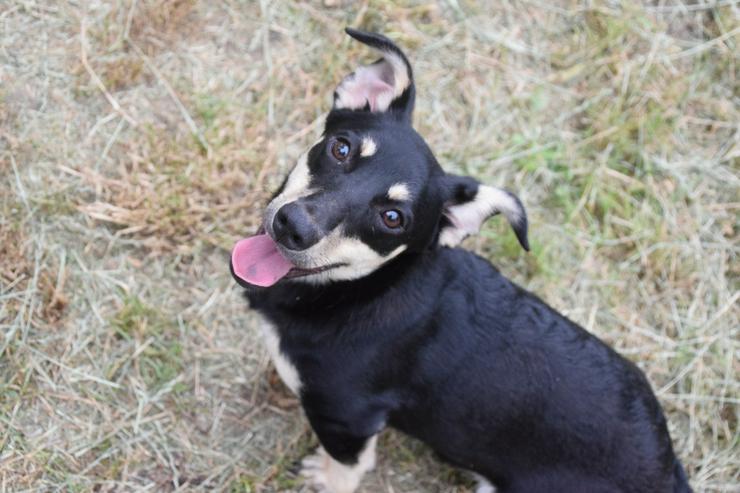 Bild 3: Sylvia ist ein kleines, schüchternes Hundekind.