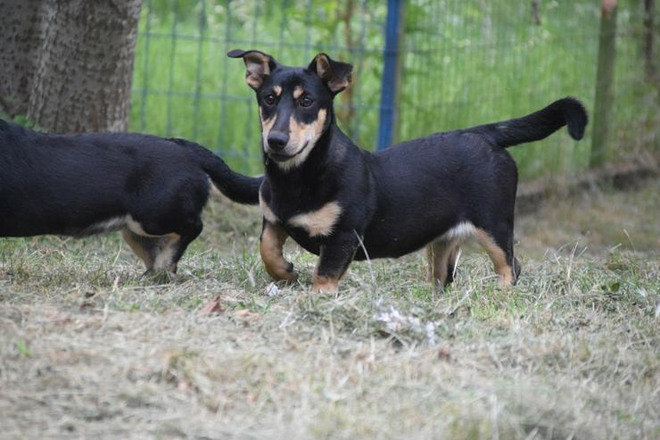 Bild 2: Sylvia ist ein kleines, schüchternes Hundekind.