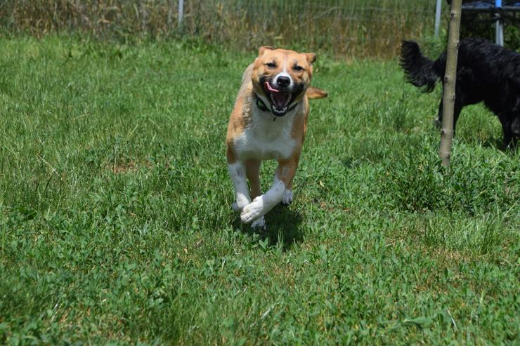 Bild 4: Caroline ist ein nettes Hundefräulein.