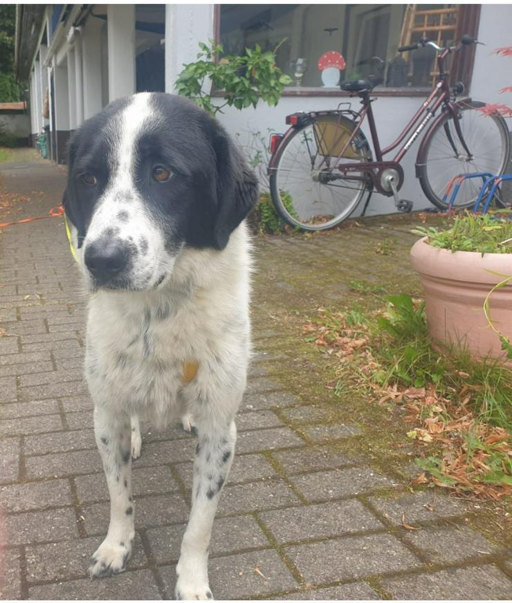 Bild 6: Mila wunderschön in schwarz und weiß