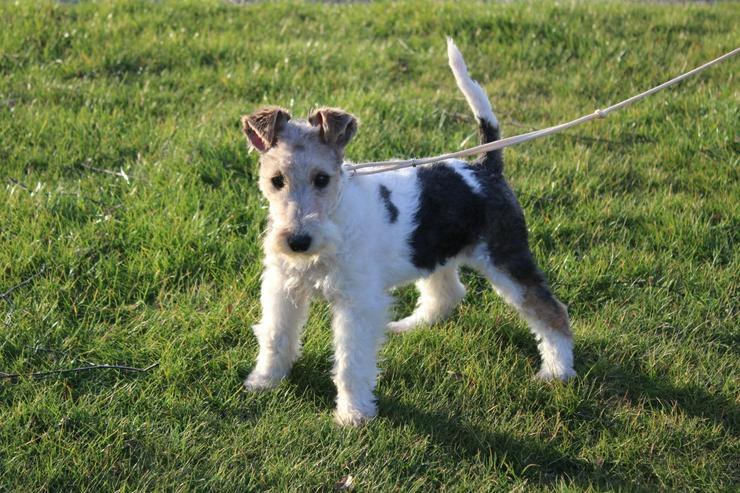 Foxterrier Welpen.