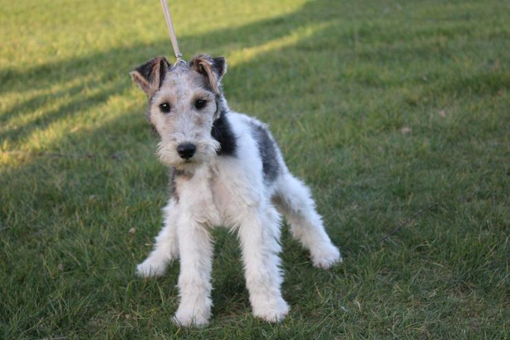 Bild 2: Foxterrier Welpen.