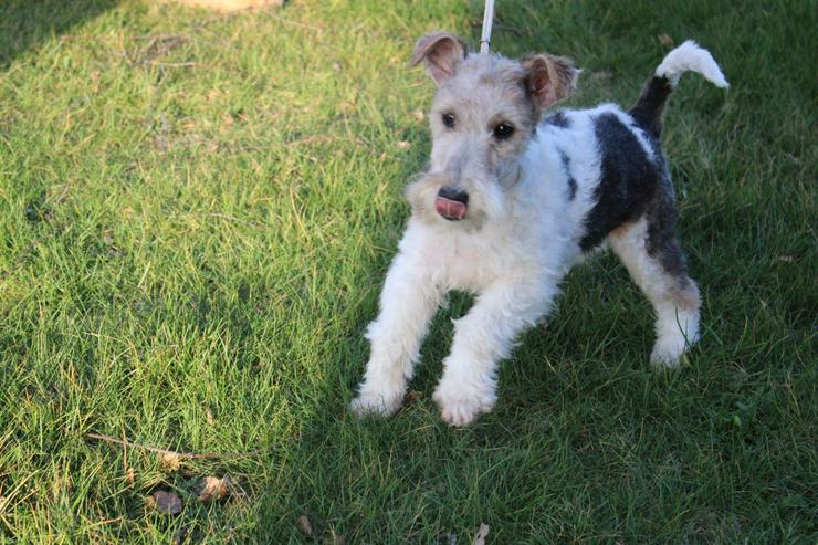 Bild 3: Foxterrier Welpen.