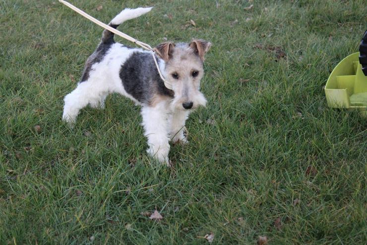 Bild 4: Foxterrier Welpen.