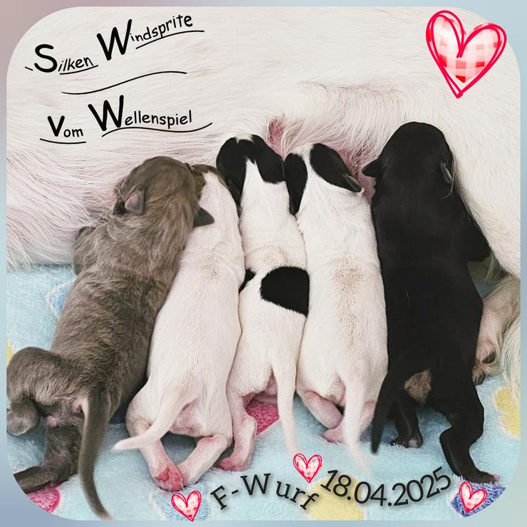 Silken Windsprite/Langhaar Whippet Welpen vom Wellenspiel mit Ahnentafel 