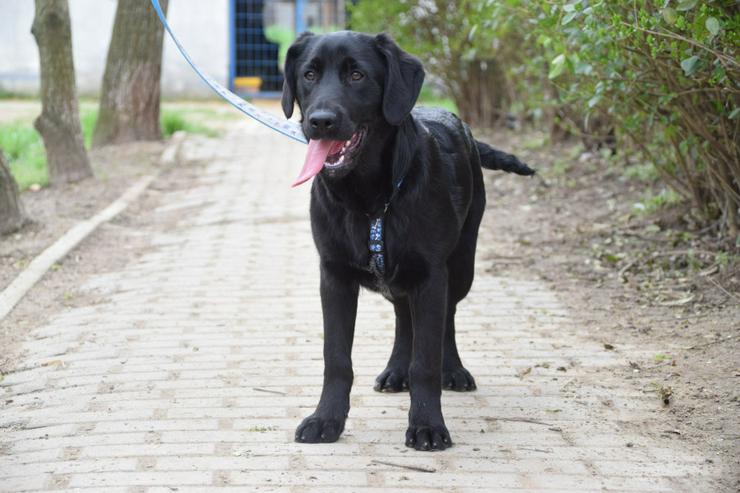 Skyler ist ein junger Rüde, der als Labrador-Gordon Setter Mischling die besten Eigenschaften beider Rassen in sich vereint. 