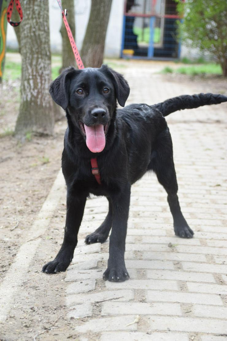Sheila ist eine junge Hündin, die als Labrador-Gordon Setter Mischling die besten Eigenschaften beider Rassen in sich vereint. 