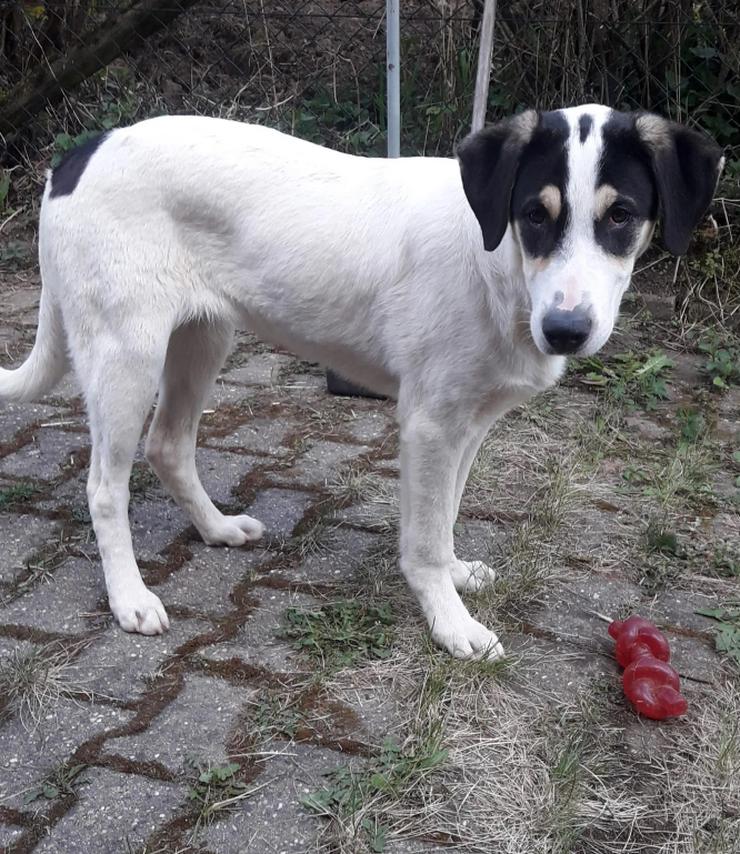 Frodo junger Rüde mit goldenem Herz