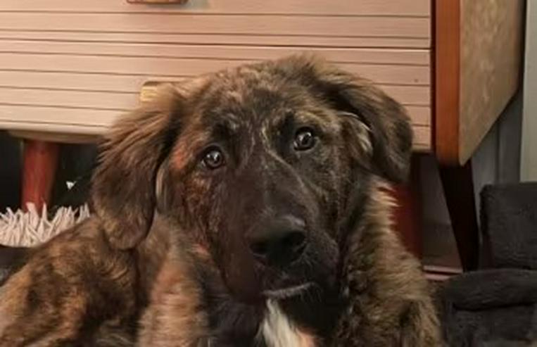 Lebhafte, fröhliche Darla sucht ihre Familie
