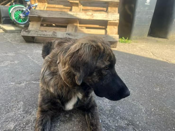 Bild 4: Lebhafte, fröhliche Darla sucht ihre Familie