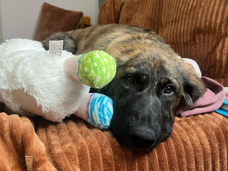 Bild 6: Lebhafte, fröhliche Darla sucht ihre Familie