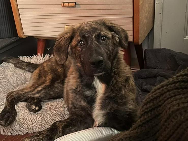 Bild 7: Lebhafte, fröhliche Darla sucht ihre Familie