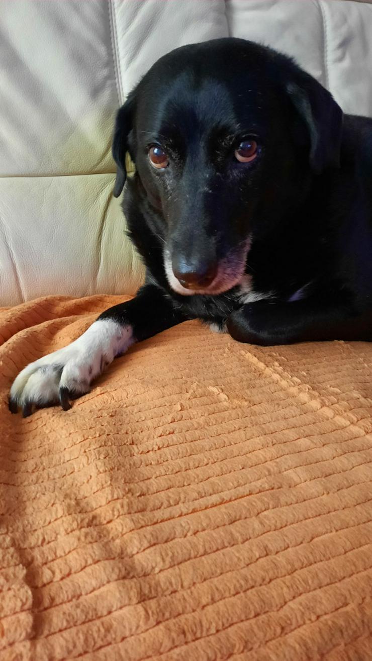 Dhalia ist eine freundliche und nette Hundedame im besten Alter.