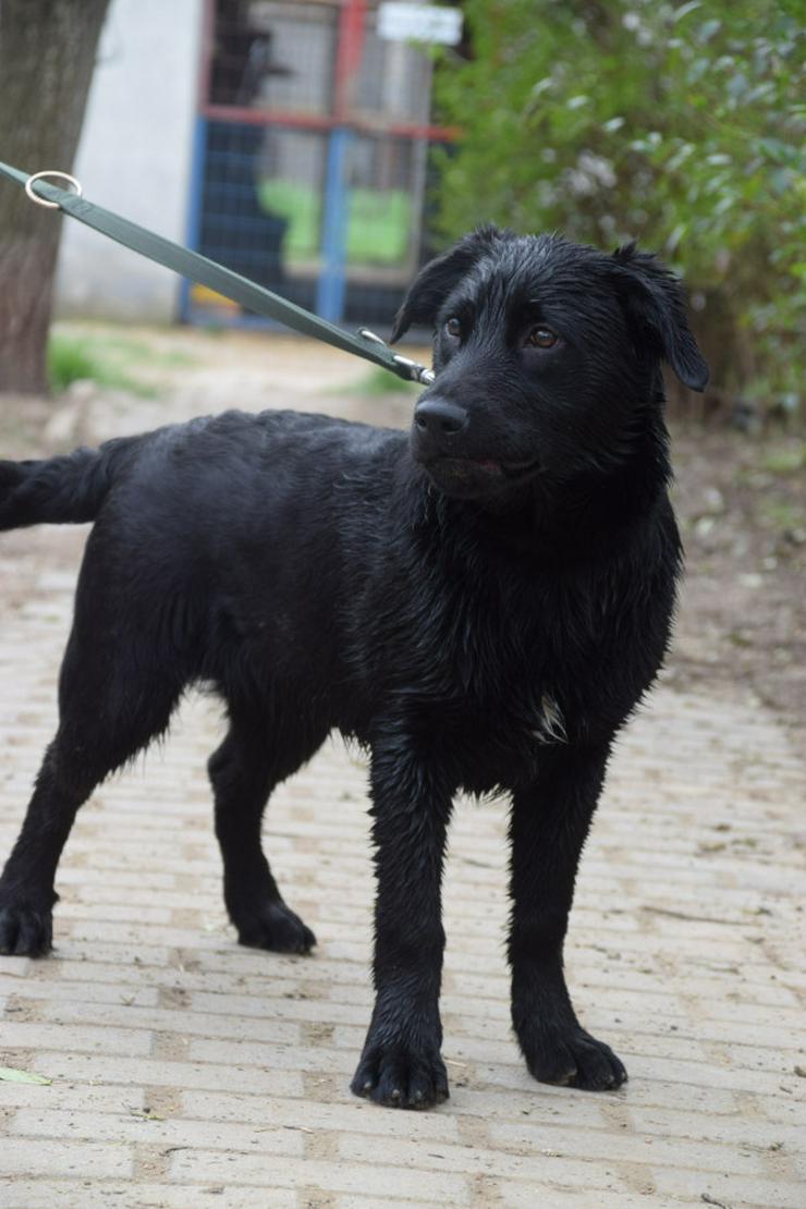 Sam ist ein Mischling aus Labrador und Gordon Setter, was ihm ein einzigartiges Aussehen und Wesen verleiht.