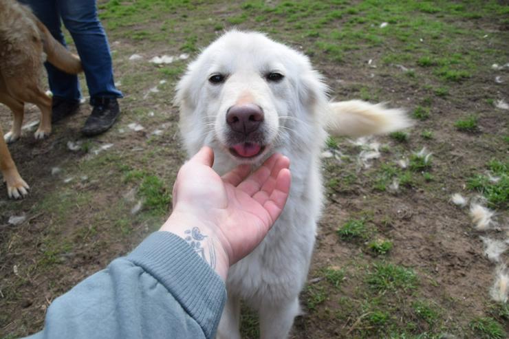 Caruso ist ein lieber, neugieriger Hundejunge. 