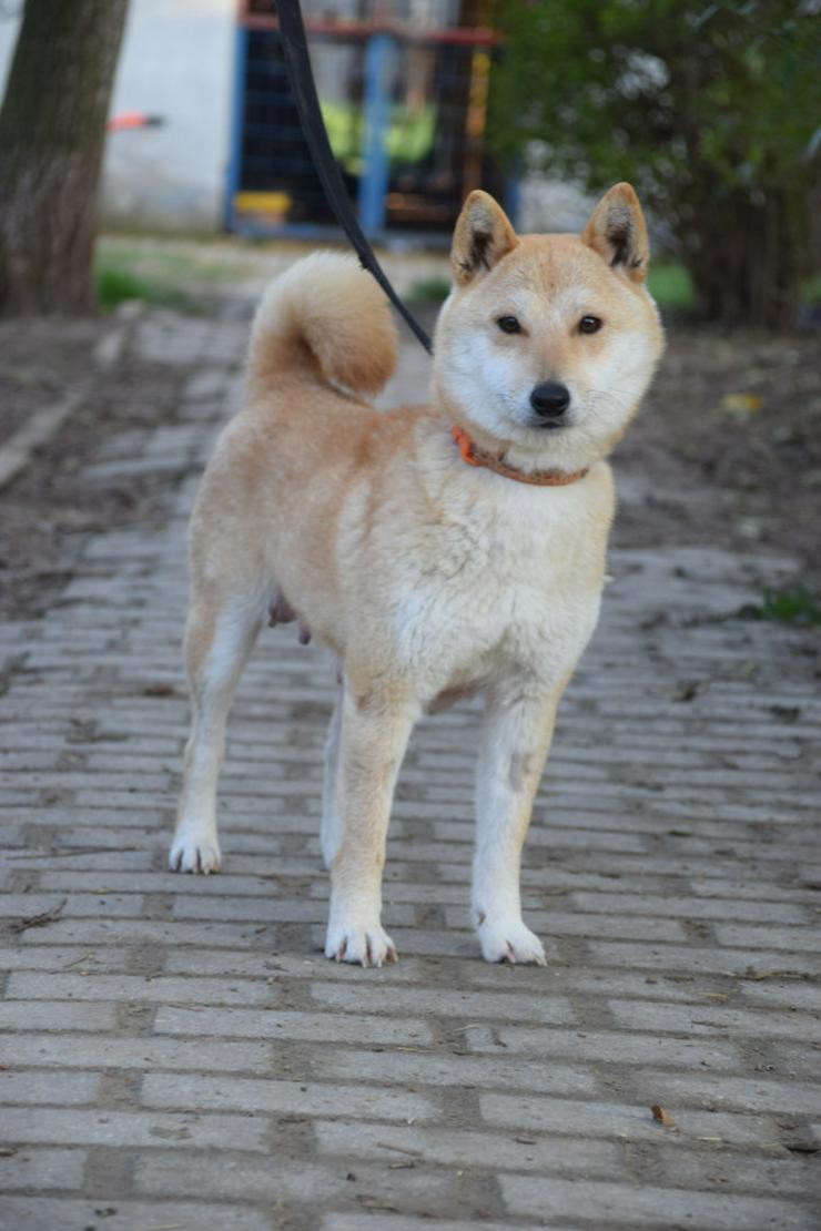Shiba Inu Hündin Bailey ist auf der Suche nach einem Zuhause.