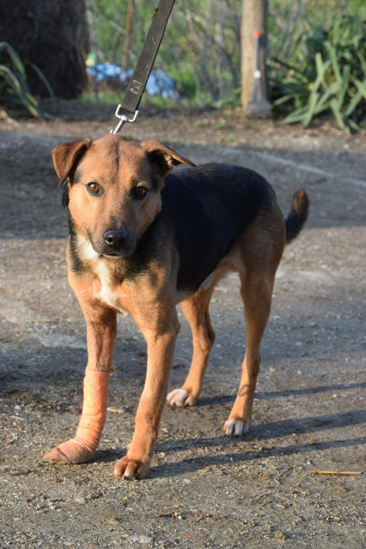Gino ist ein tapferer Hund, der auf der Suche nach einem liebevollen Zuhause ist.