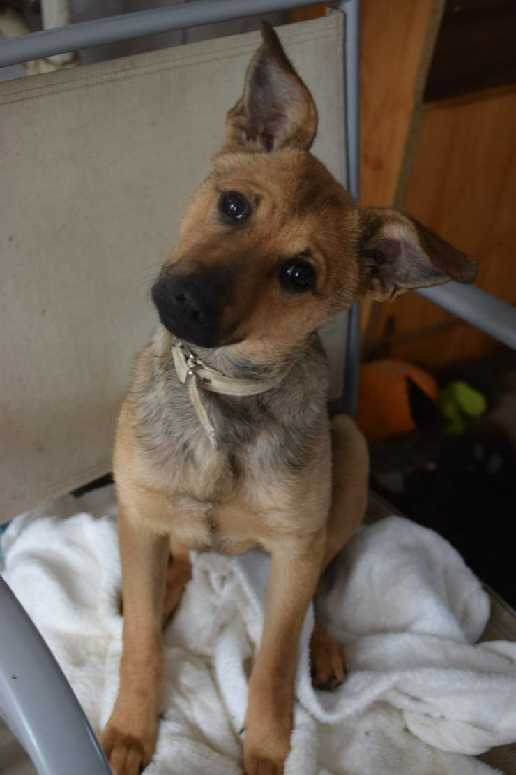 Demona ist verspielt, neugierig und sehr freundlich.