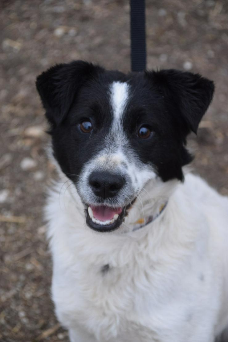Boris ist ein charmanter Foxterrier-Mix, der nach einem liebevollen Zuhause sucht.