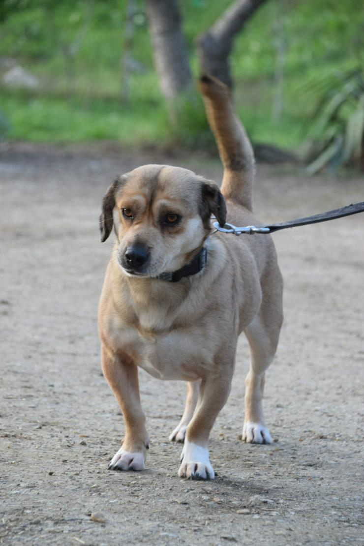 Wilma ist eine bemerkenswerte kleine Hündin.