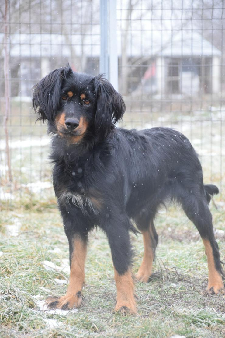 Serena ist eine bildhübsche Gordon Setter Mix Hündin.
