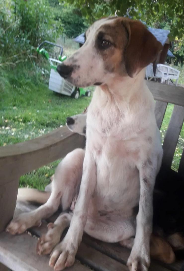 Daphne sucht ihre Spielgefährten
