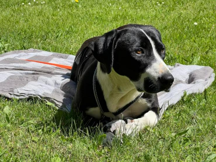 Bild 3: Unkomplizierte, junge Dora sucht ihre Familie