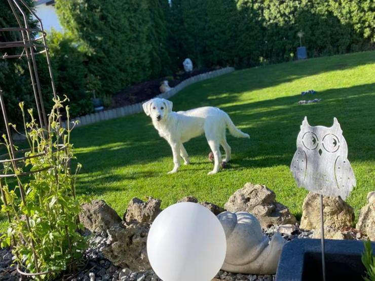 Bild 5: Junger, charmanter Sixt sucht sein Zuhause im ländlichen Bereich