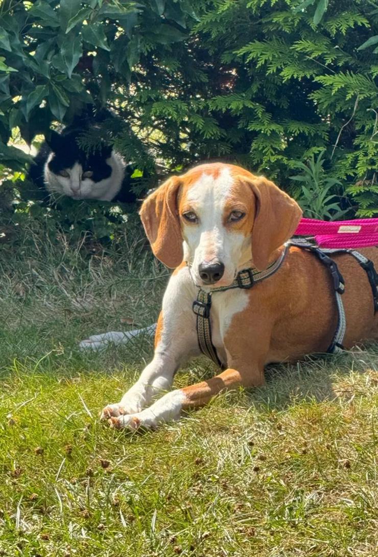 Annie – unkompliziert, freundlich und bereit für ihr Zuhause 