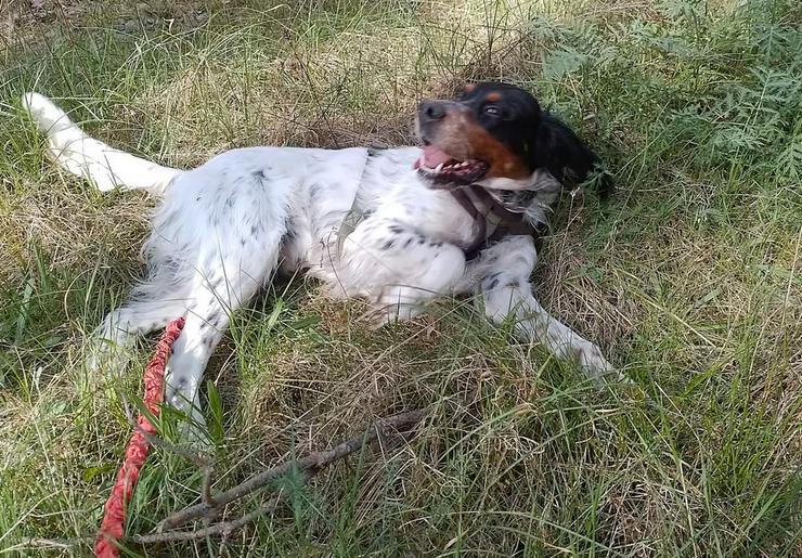 Menschenbezogener Setter Redano sucht seine aktive Familie