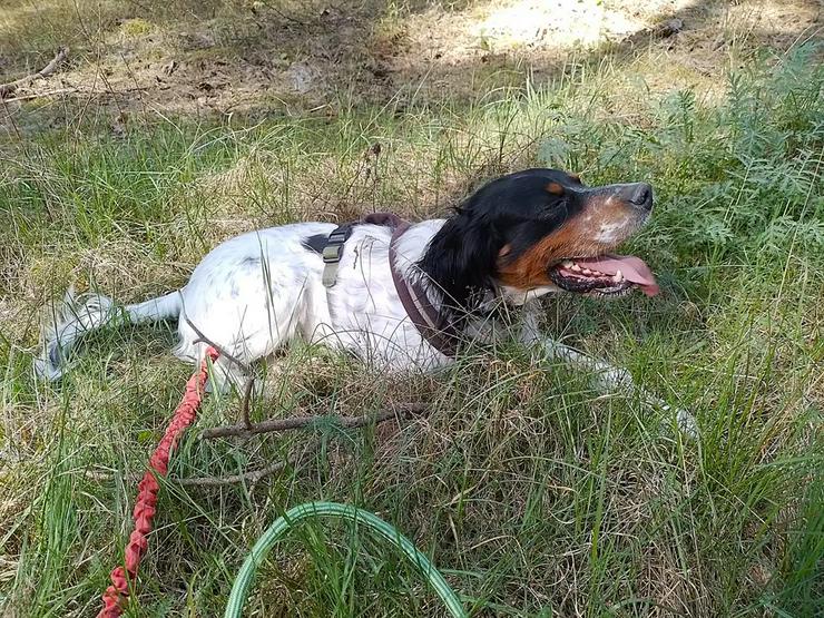 Bild 2: Menschenbezogener Setter Redano sucht seine aktive Familie