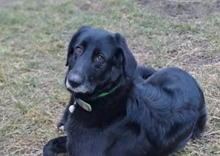 Temperamentvolle Sheena sucht ihr konsequentes Zuhause