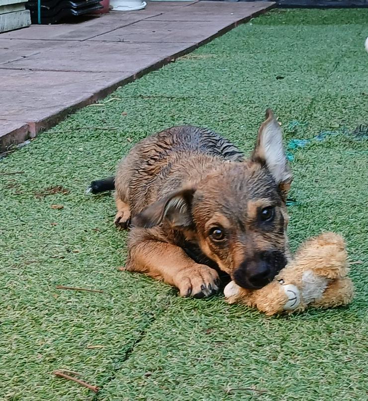 Bild 3: Boomer möchte mit dir rumstreunen