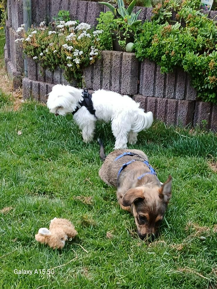 Bild 2: Boomer möchte mit dir rumstreunen