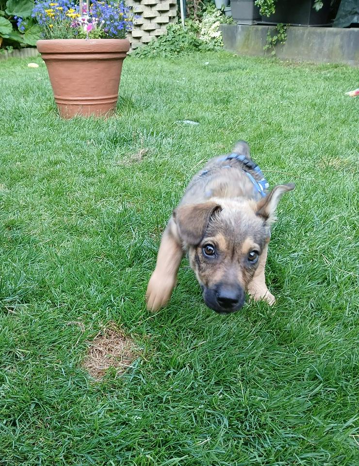 Boomer möchte mit dir rumstreunen