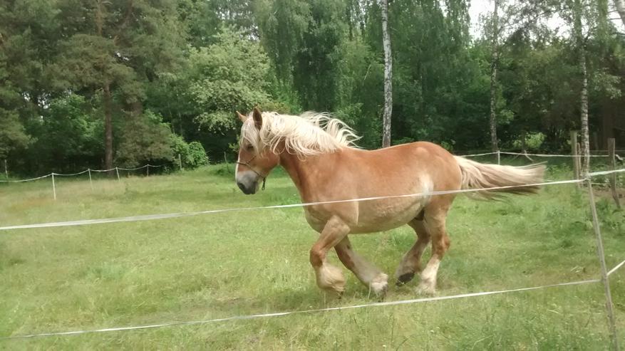 Reitferienlager/Reiterferien als Wildniscamp in Bad Belzig