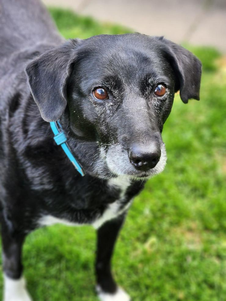 Dhalia ist eine freundliche und nette Hundedame im besten Alter.