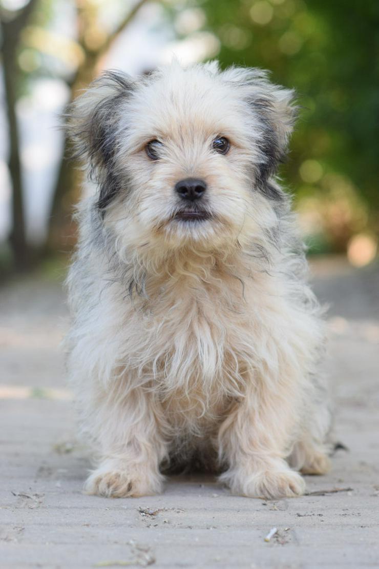 Samson ist ein schüchterner, aber unglaublich liebenswerter kleiner Hund.
