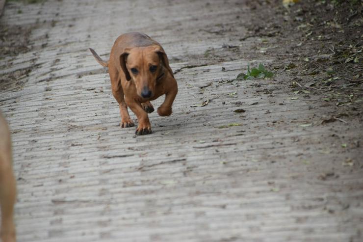 Bild 6: Lola ist eine bezaubernde Dackeldame, die ein liebevolles Zuhause sucht.