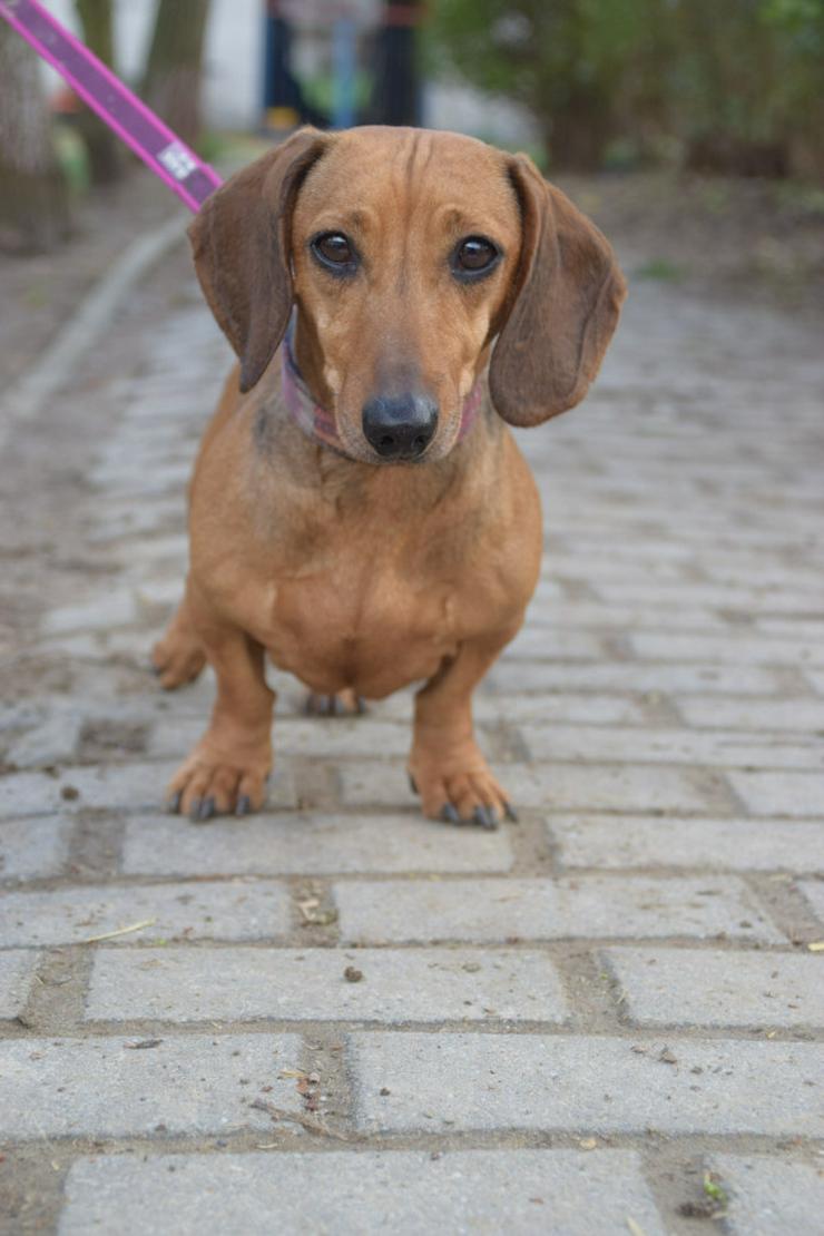 Lola ist eine bezaubernde Dackeldame, die ein liebevolles Zuhause sucht.
